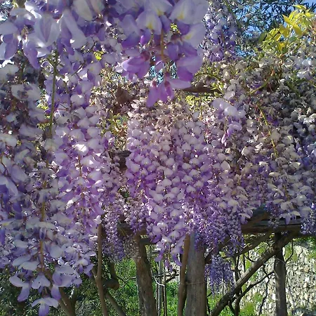 住宿加早餐酒店 Le Ghiande 4*